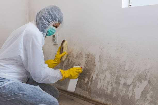 Best Mold Remediation Services  in Oak Valley, NJ