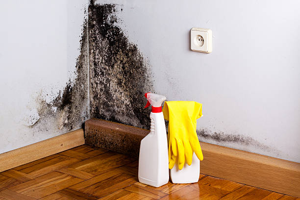 Best Attic Mold Removal  in Oak Valley, NJ