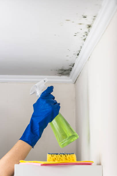 Best Toxic Mold Removal  in Oak Valley, NJ
