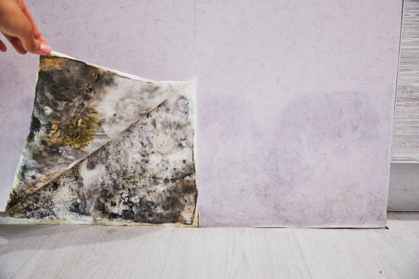 Office Mold Removal Services in Oak Valley, NJ